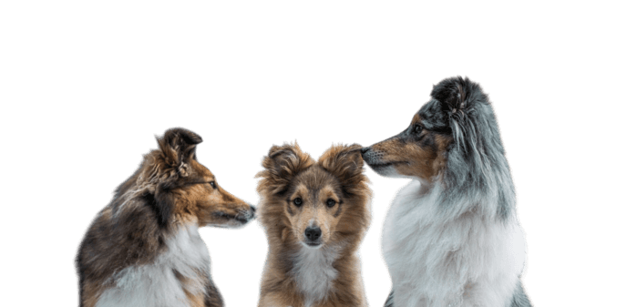 Trzy psy siedzące w rzędzie