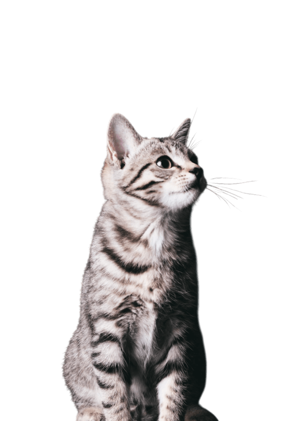 szary kotek patrzący w prawo