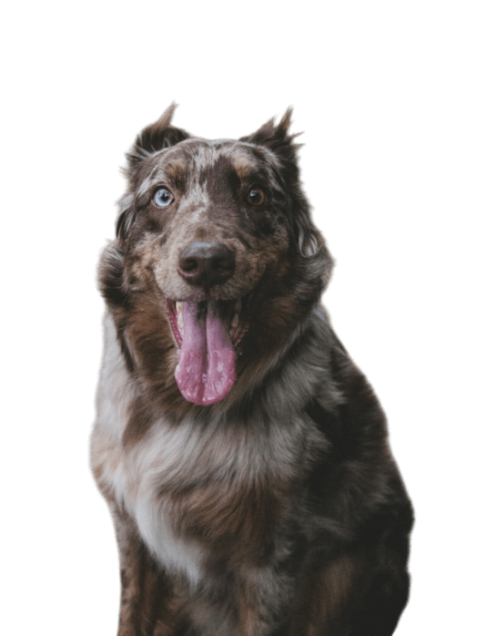 brązowy pies z otwartym pyszczkiem