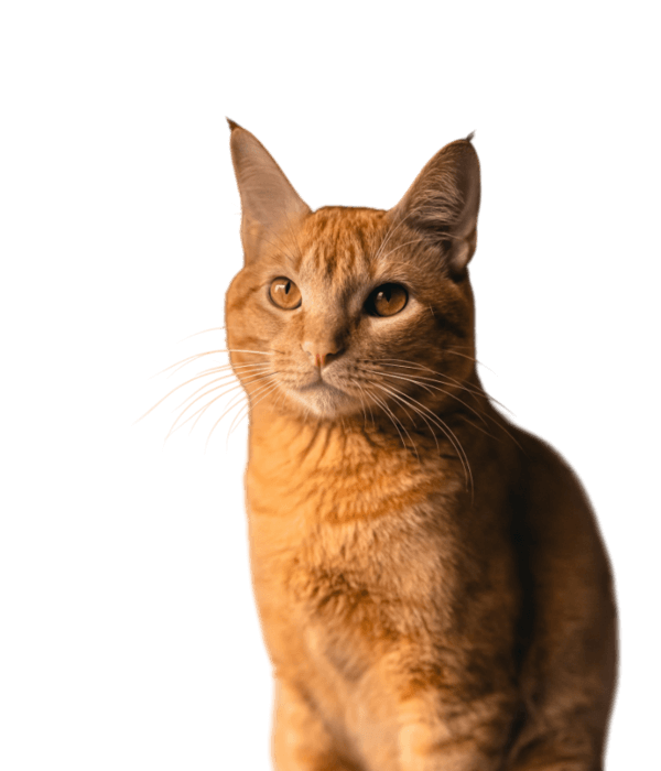 Pomarańczowy kot patrzący w górę