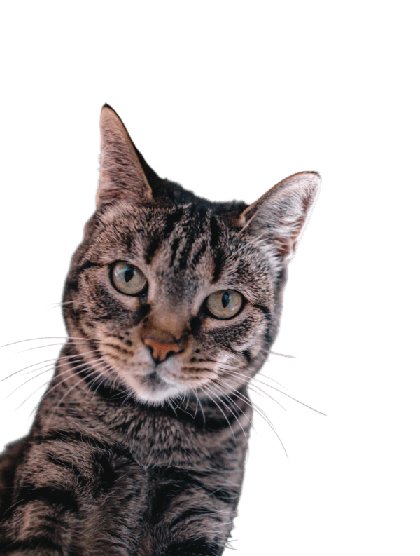 bury kot patrzący w obiektyw