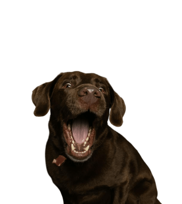 Cieszący się owczarek australijski