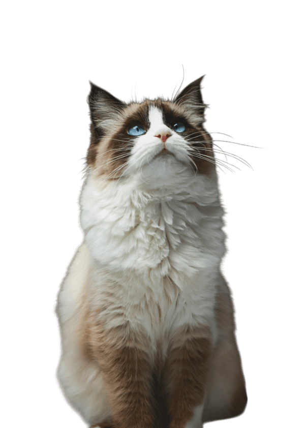 Biało-brązowy kot Ragdoll