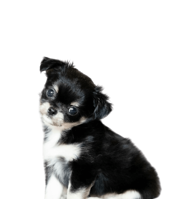 Czarno-biały szczeniaczek z dużym czołem