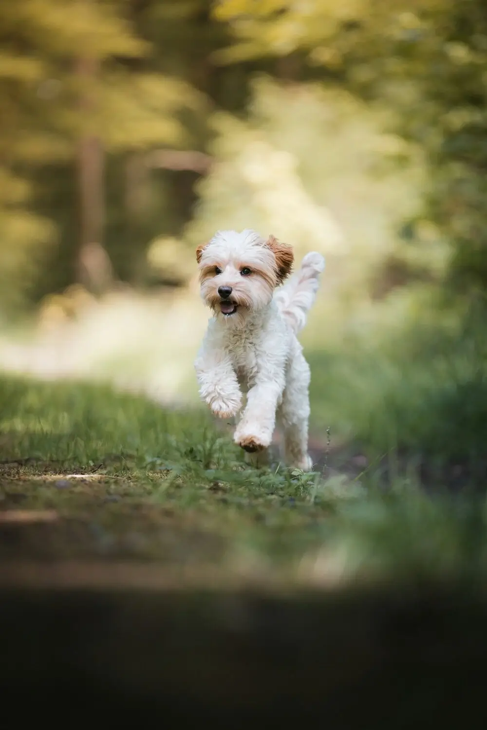 Maltańczyk biegnący po trawie
