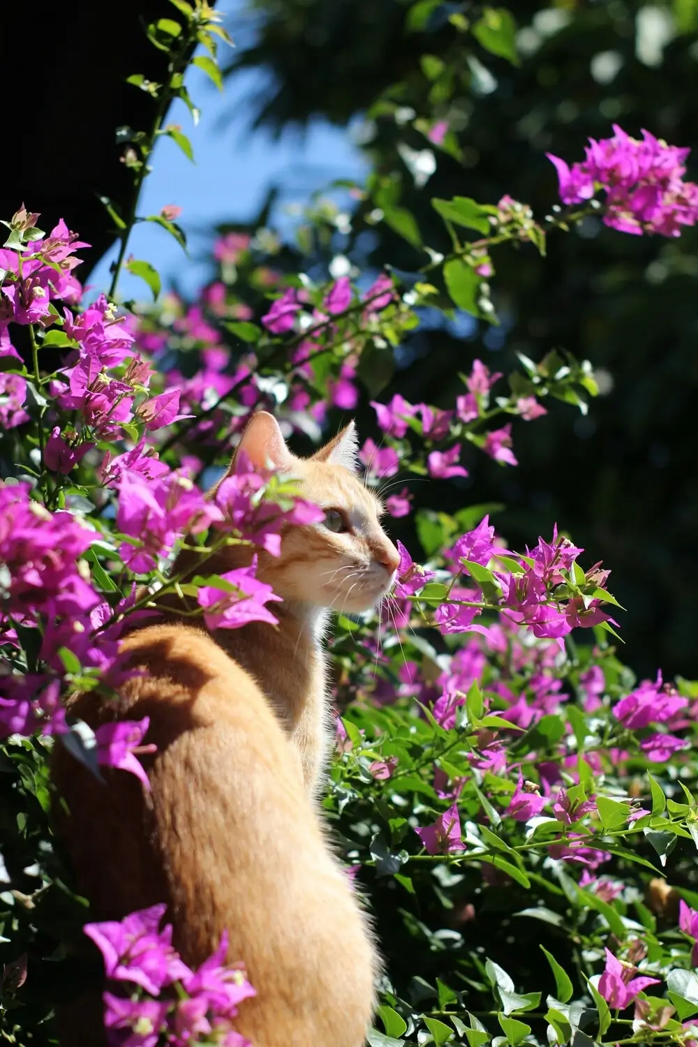 Rudy kot siedzący wśród różowych kwiatów