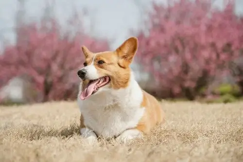 Pies Corgi leżący na łące